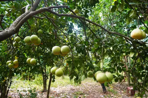 Pomelo Thanh Tra entra en su temporada alta de cosecha