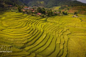 Arrozales en terrazas se suceden junto a una aldea de la comunidad étnica Thai en Chieng Sinh. (Foto: VNA)