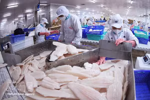 El filete del pescado Tra (pangasius) es un producto vietnamita de exportación a Canadá. (Foto: VNA)