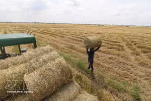 Transportan las pacas de paja y las cargan en el vehículo. (Foto: Hong Thai – VNA)