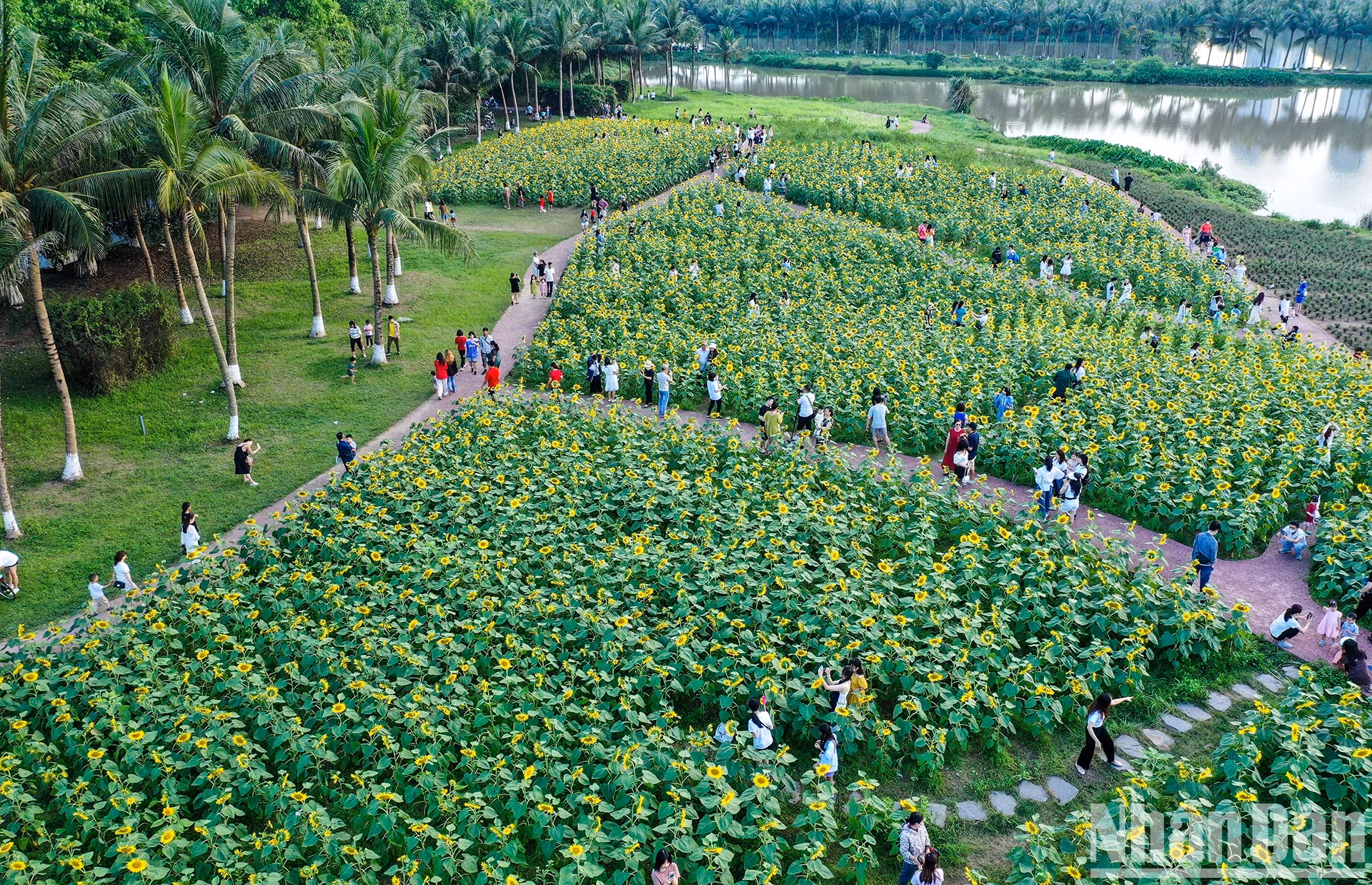 Campo de girasoles en Ecopark fascina a fotógrafos aficionados ảnh 6