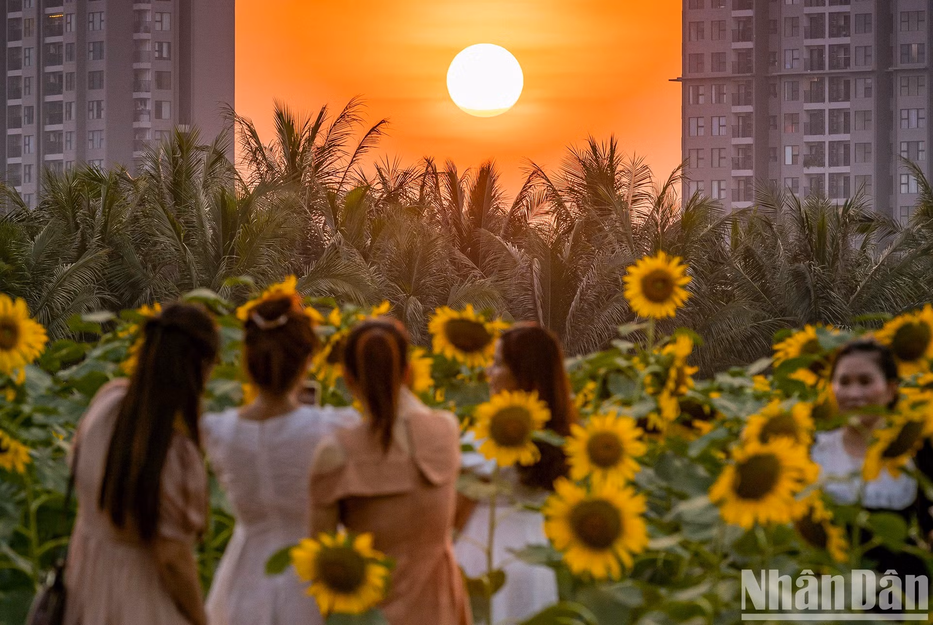 Campo de girasoles en Ecopark fascina a fotógrafos aficionados ảnh 8