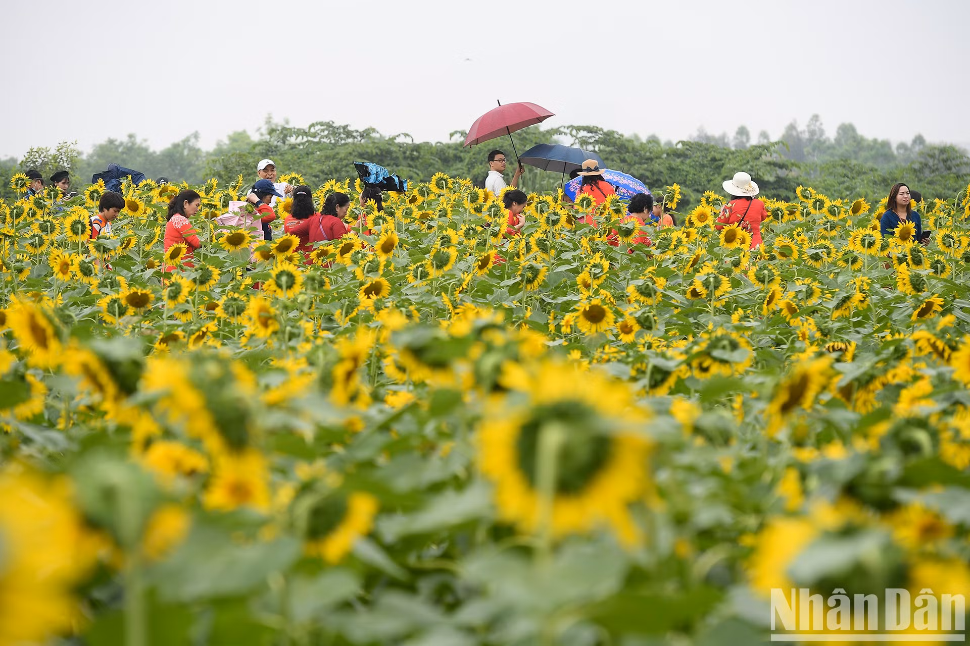 Campo de girasoles en Ecopark fascina a fotógrafos aficionados ảnh 1