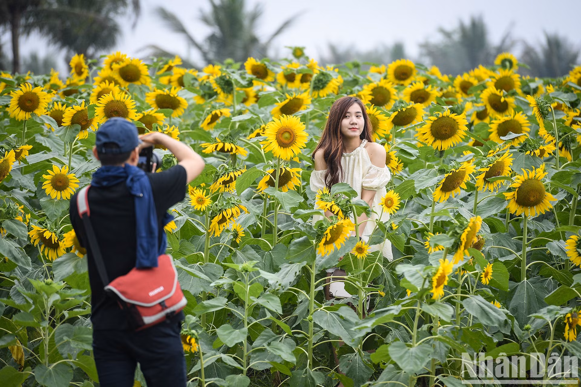 Campo de girasoles en Ecopark fascina a fotógrafos aficionados ảnh 3