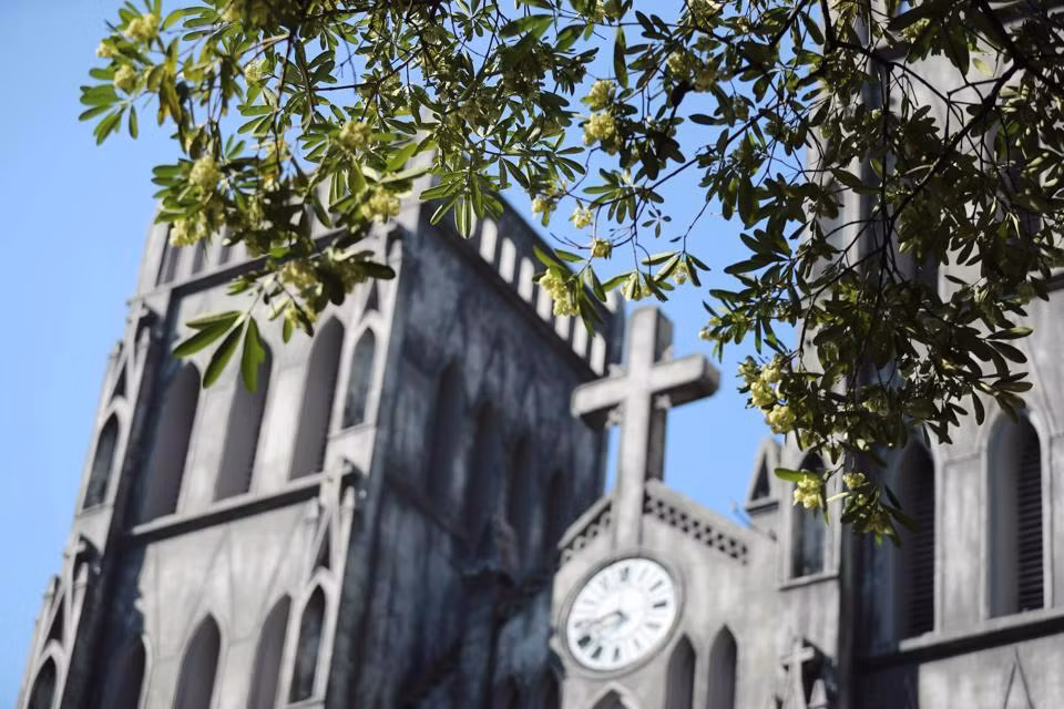 Las flores blancas enseñan su encantadora belleza en pleno otoño, fuera de la Catedral de Hanói. (Fotografía: kinhtedothi.vn)