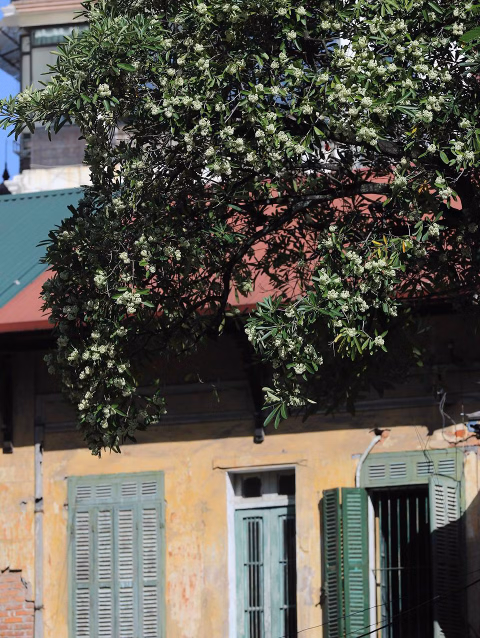 El otoño de Hanói viene acompañado del aroma de las flores de alstonia, trayendo una nostalgia poética. (Fotografía: kinhtedothi.vn)