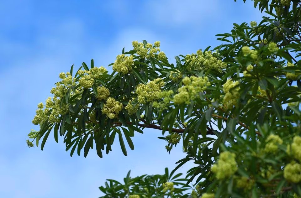 La flor de alstonia, símbolo del otoño de Hanói, se ha convertido en una fuente inagotable de inspiración para poetas, escritores y músicos. En su canción “Nostalgia del otoño de Hanói”, el desaparecido músico Trinh Cong Son escribió: "El otoño de Hanoi marca la estación de las flores de alstonia con la fragancia que perfuma el viento". (Fotografía: kinhtedothi.vn)