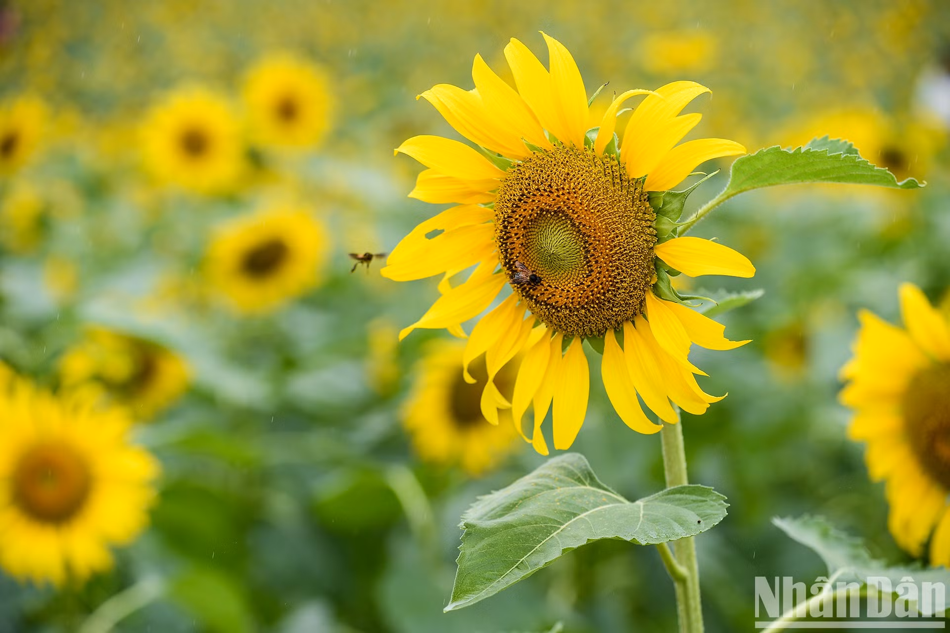 Campo de girasoles en Ecopark fascina a fotógrafos aficionados ảnh 5