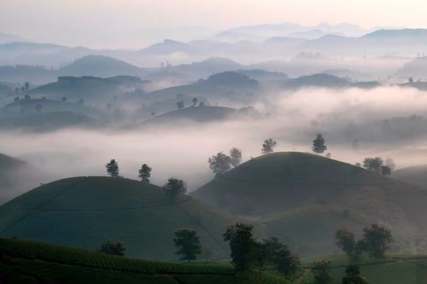 Las colinas de té Long Coc tienen la mayor cantidad de lomas y el lugar se considera más hermoso que el área circundante. (Fotografía: VNA)