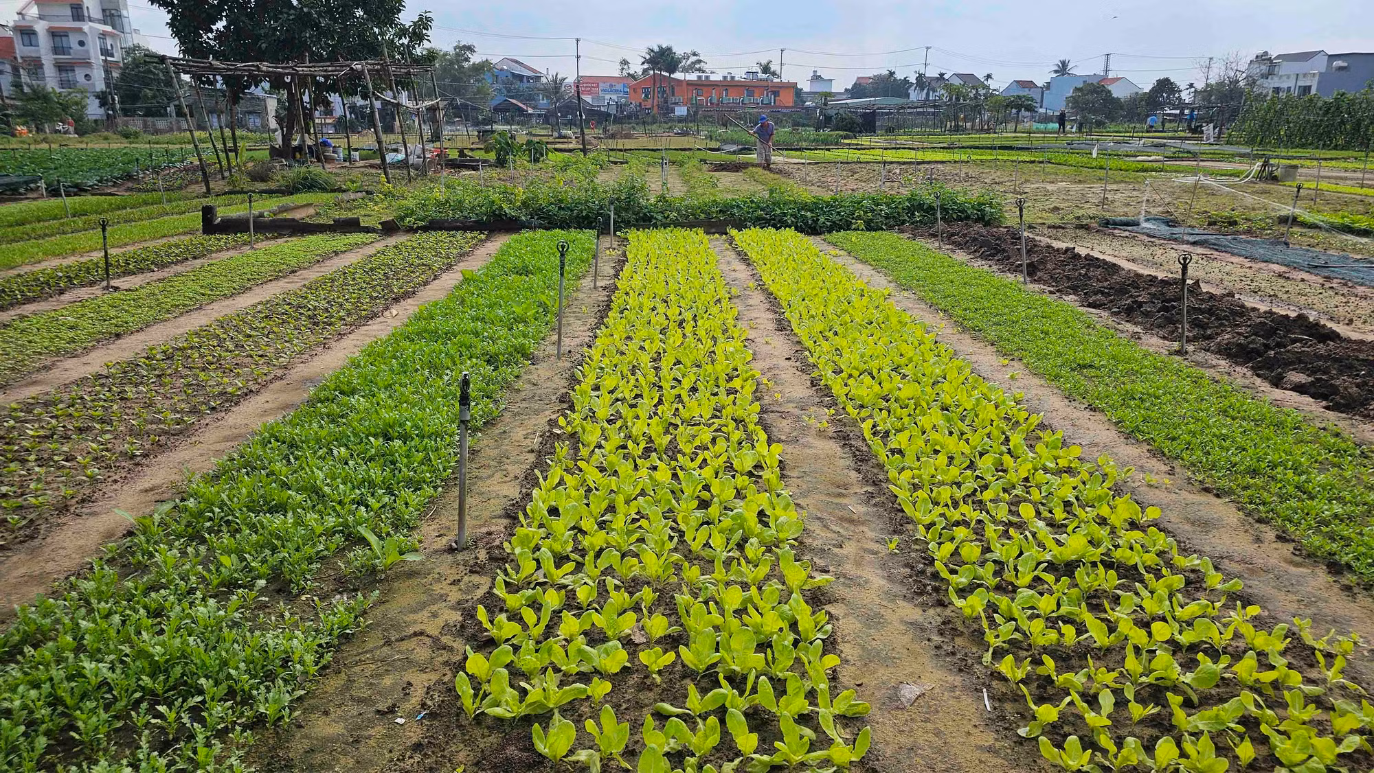 En la aldea se encuentran reliquias históricas como el santuario de Tho Than, el templo de Ngu Hanh y la tumba de Nguyen Van Dien. Las costumbres, prácticas, creencias y cultura culinaria de la localidad se han preservado y promovido con eficacia, lo que demuestra el largo proceso de desarrollo del pueblo.