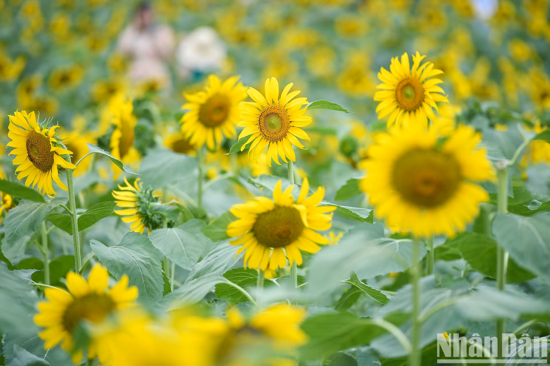 Campo de girasoles en Ecopark fascina a fotógrafos aficionados ảnh 7