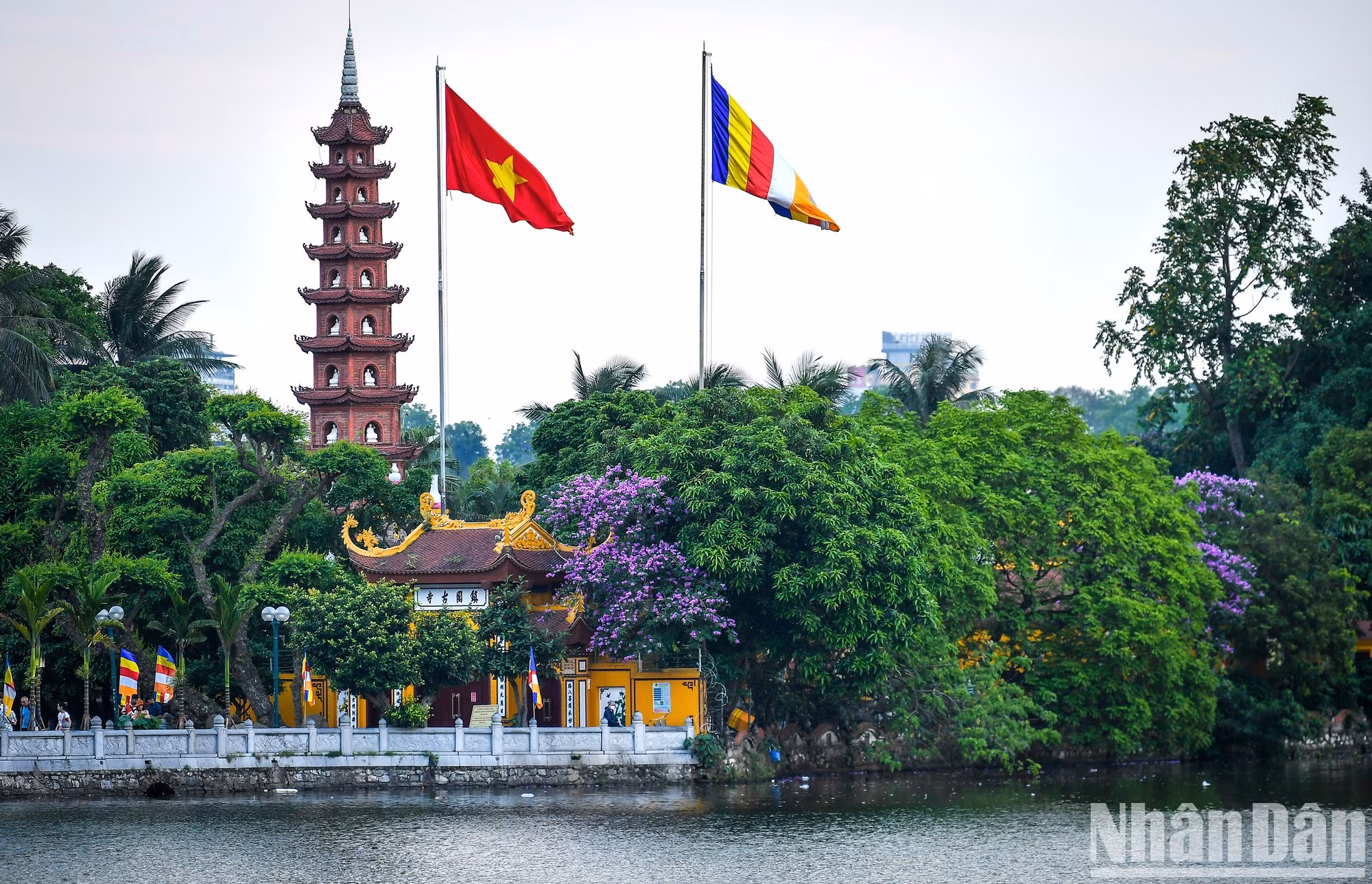 Color púrpura de flores de bang lang en la Pagoda Tran Quoc.
