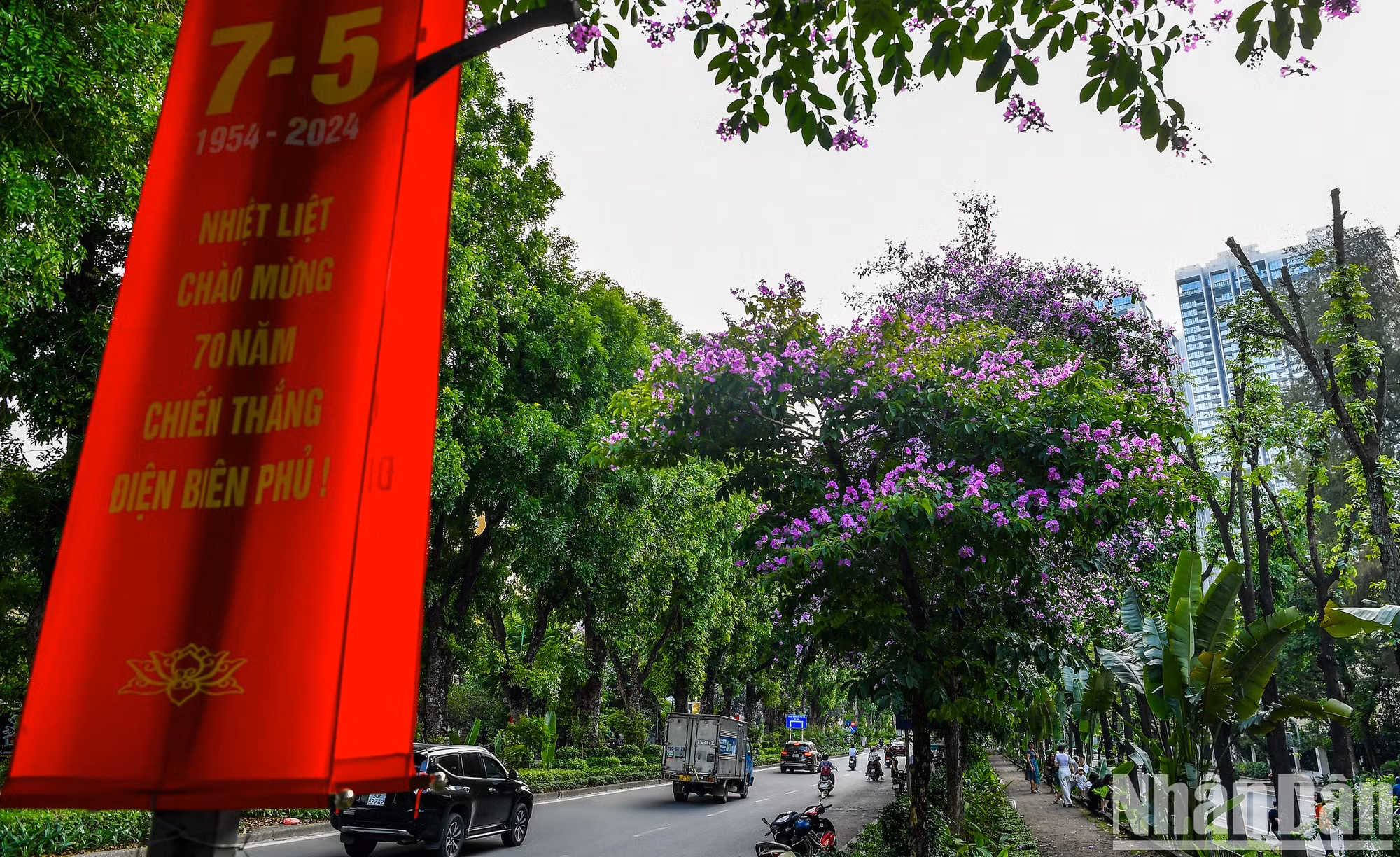 Durante los días de mayo en Hanói, las flores de bang lang brotan por numerosas calles.