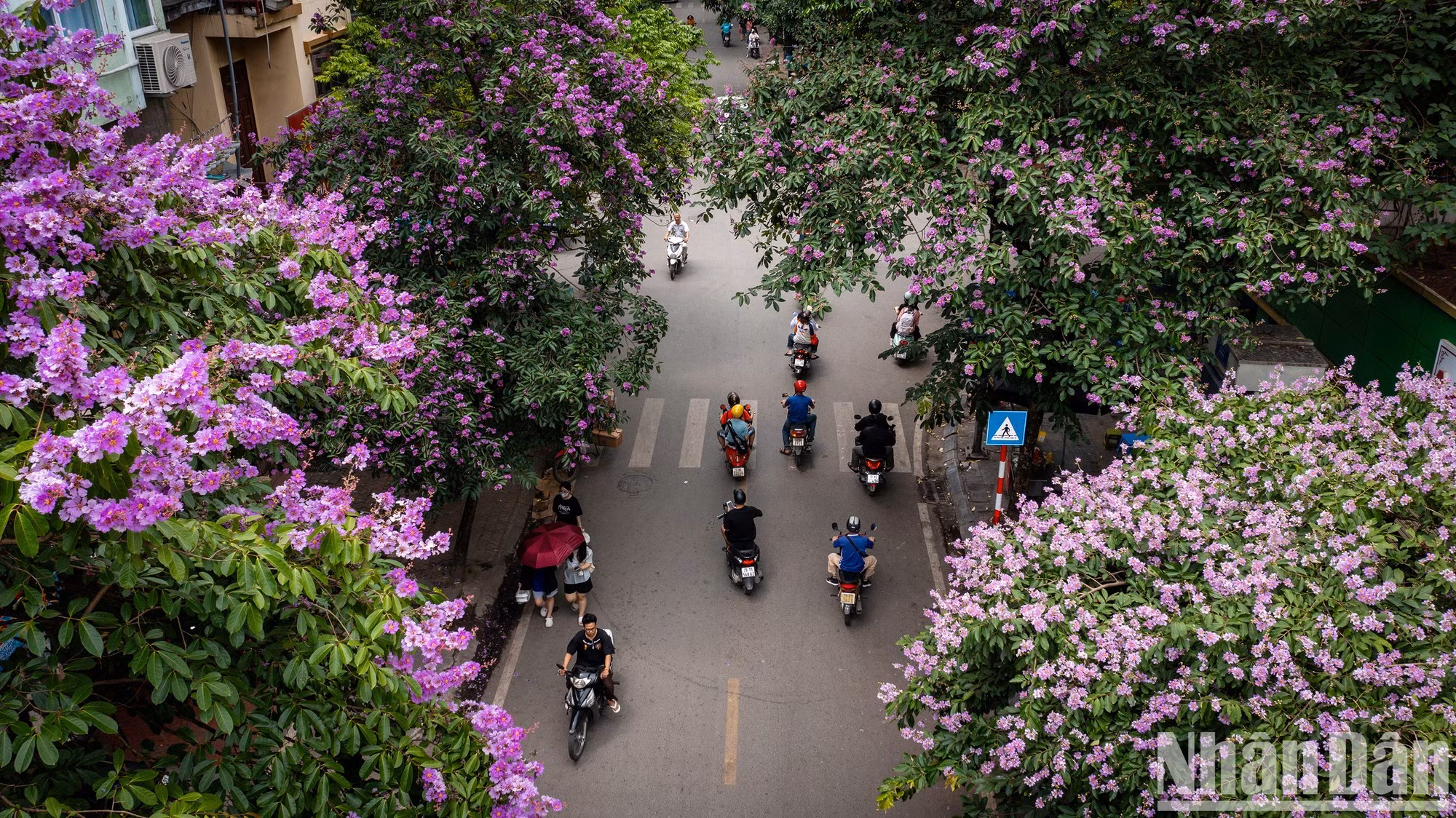 Las flores de bang lang, con el color púrpura que se extienden a lo largo de diversas calles y callejones, pintan un cuadro poético y pacífico.