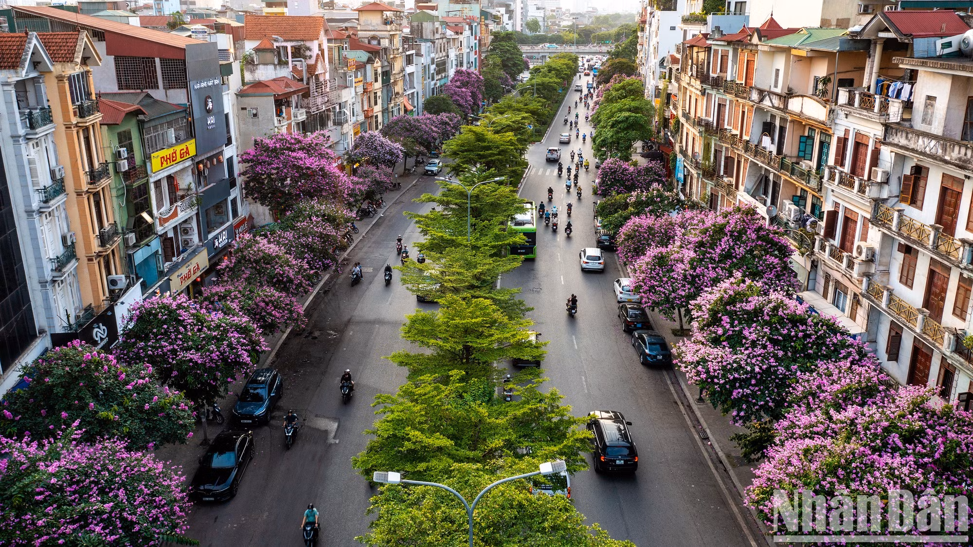 Las flores de bang lang se plantan en numerosas calles capitalinas, especialmente Kim Ma, Van Cao, Nguyen Khanh Toan, Hoang Quoc Viet, Tran Thai Tong, Duy Tan, Dao Tan, Kim Ma, Nguyen Chanh y los lagos Hoang Cau y Hoan Kiem. En la foto, las flores de bang lang tiñen la calle Dao Tan de púrpura.