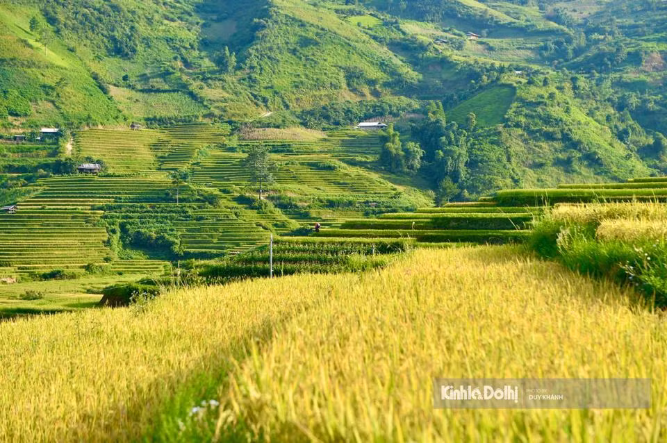 En septiembre, cuando el cielo es azul y las nubes son claras, es cuando los campos en terrazas de Mu Cang Chai cambian de color.