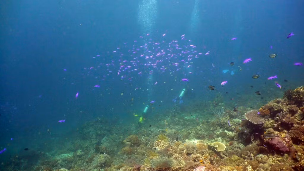 Los visitantes pueden ver los corales desde una distancia cercana.
