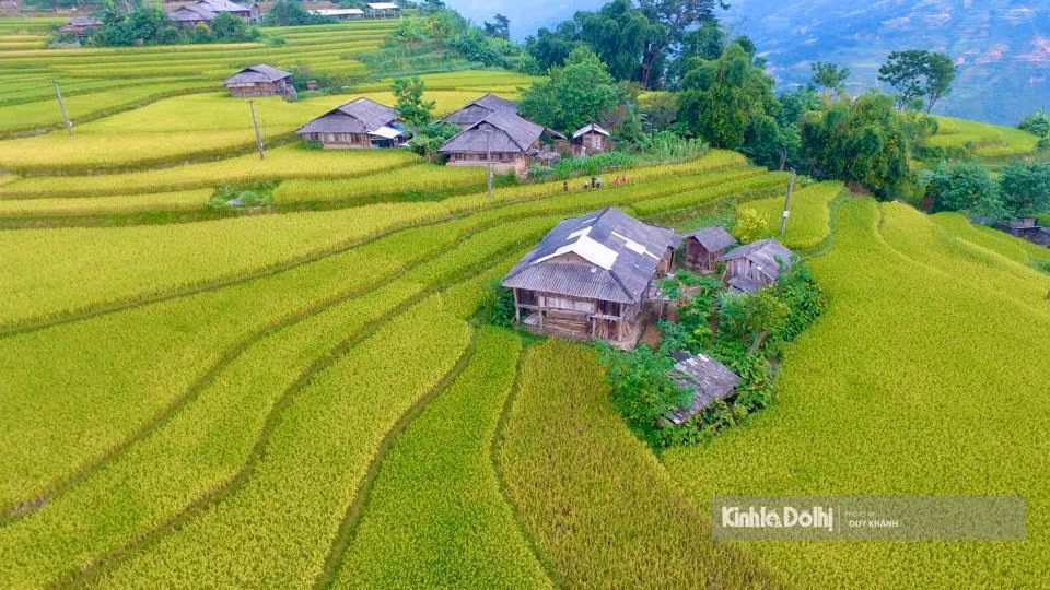 Hermosa temporada dorada de terrazas de arroz en altas montañas Mu Cang Chai