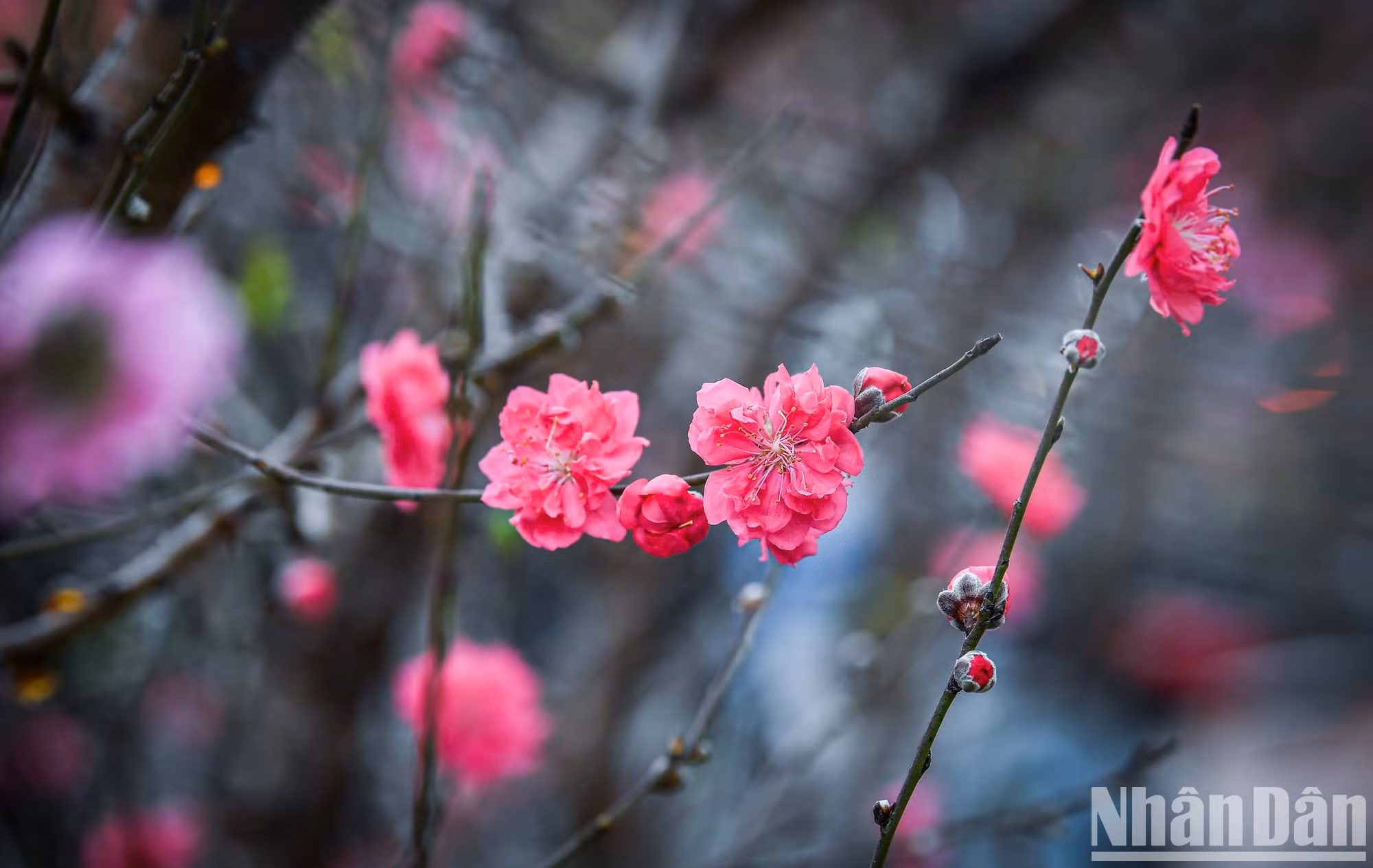 Las bellas flores de durazno en el mercado de Quang Ba en la tarde del 26 del último mes del duodécimo mes lunar.