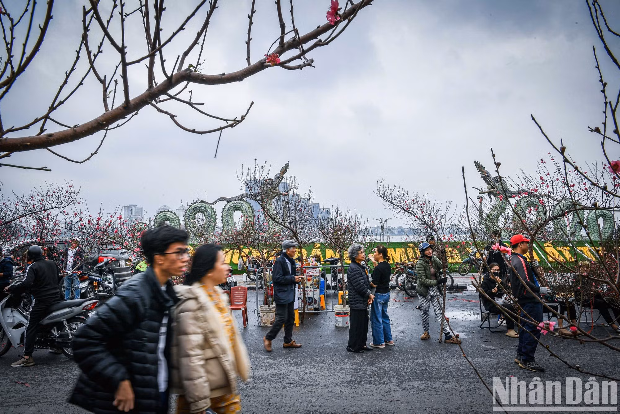 En el mercado de flores en la intersección de Lac Long Quan-Nguyen Hoang Ton, el ambiente de compra y venta también es bullicioso.