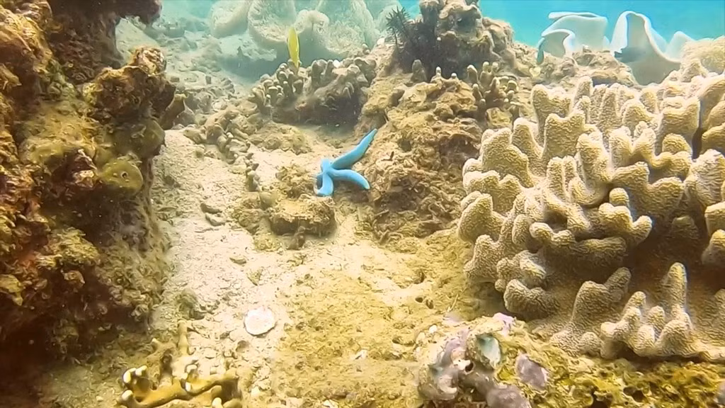 La existencia de varias playas de aguas profundas y cristalinas crea las condiciones ideales para bucear y ver especies de corales y peces de gran belleza.
