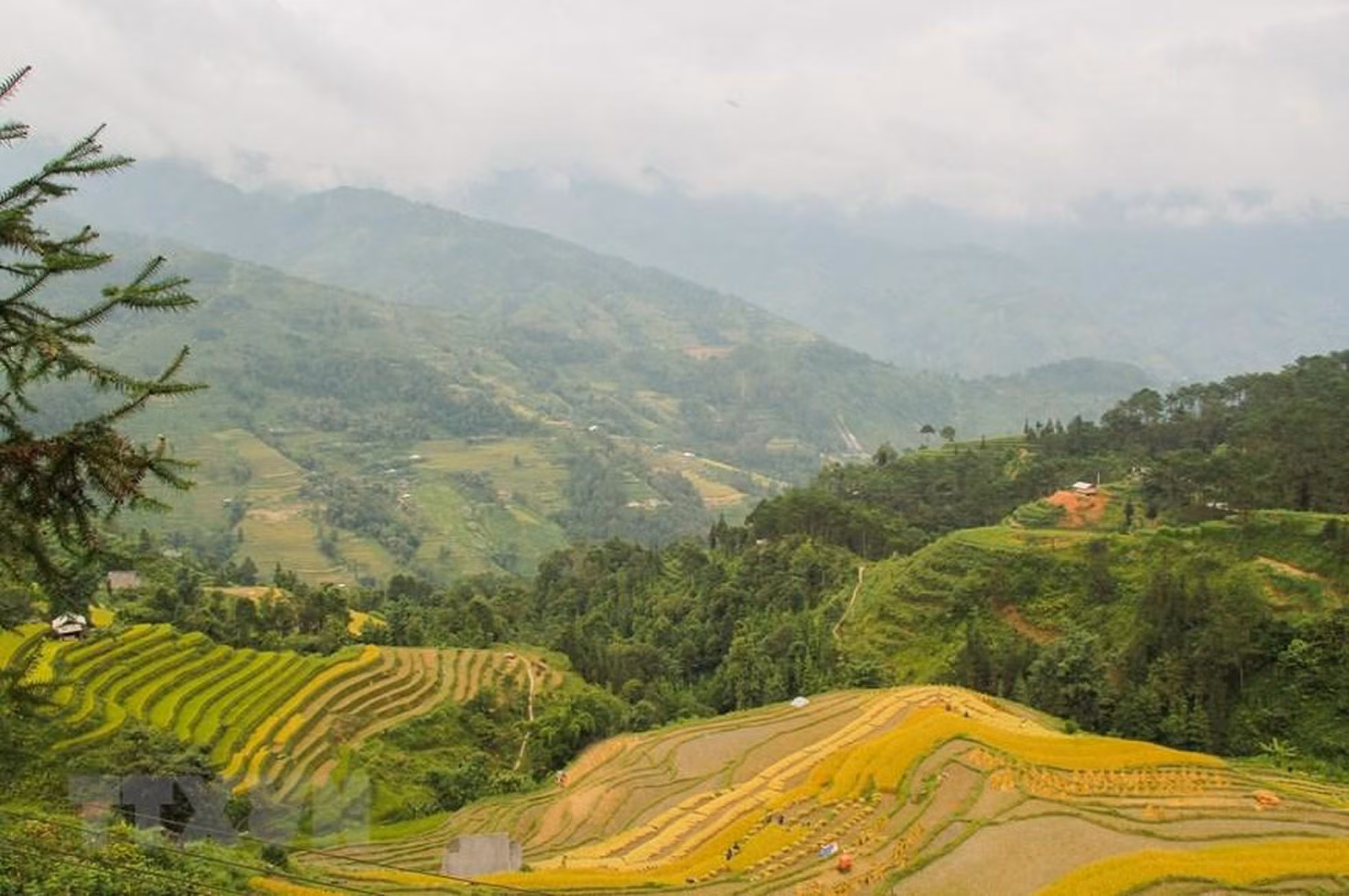 Los bellos campos de arroz en terrazas se vuelven de color amarillo. (Foto: VNA) Los bellos campos de arroz en terrazas se vuelven de color amarillo. (Foto: VNA)