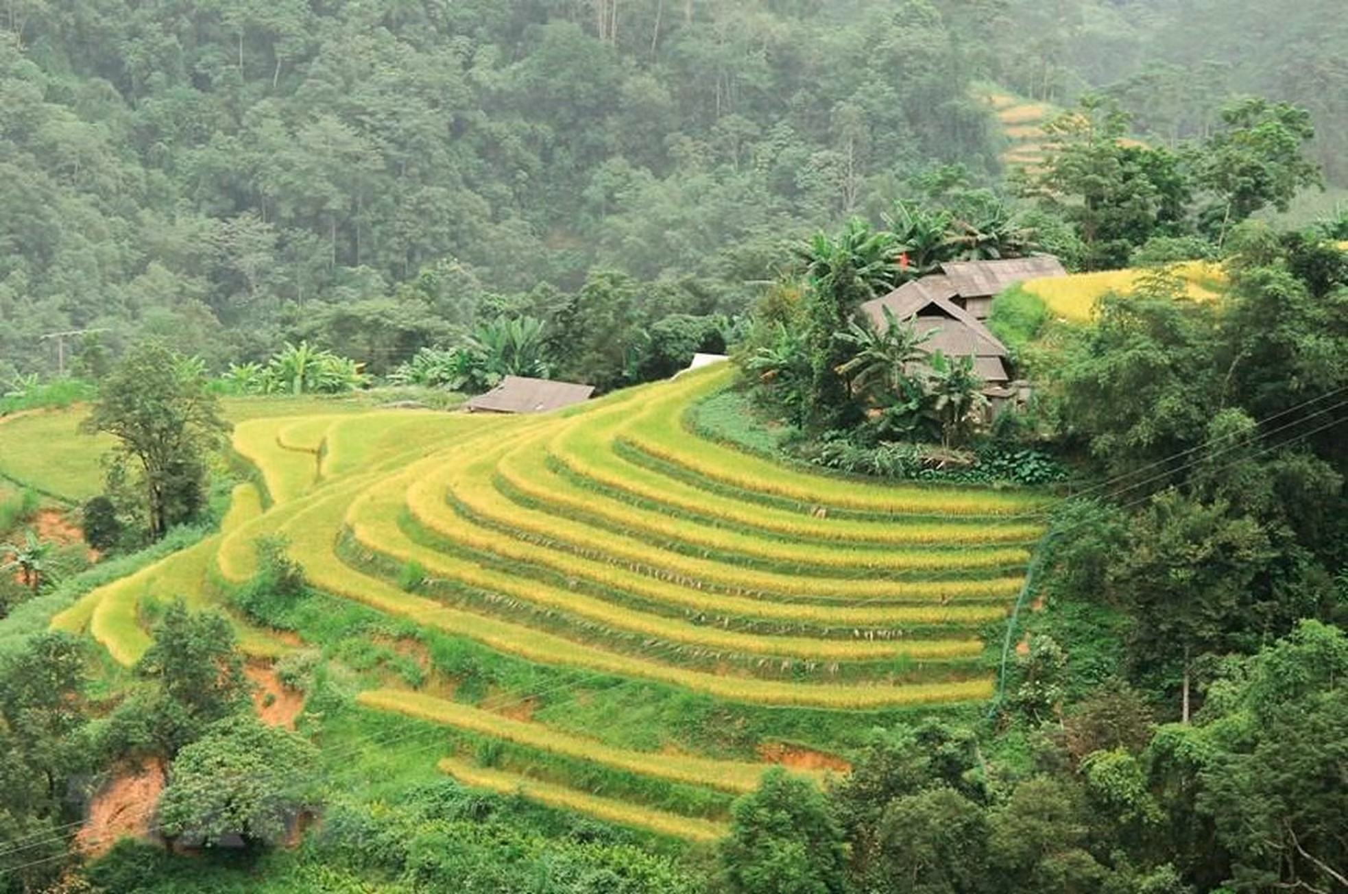 De pie desde lejos, los arrozales en terrazas parecen una alfombra de seda con el dulce aroma del arroz maduro mezclándose con la brisa. (Foto: VNA) De pie desde lejos, los arrozales en terrazas parecen una alfombra de seda con el dulce aroma del arroz maduro mezclándose con la brisa. (Foto: VNA)