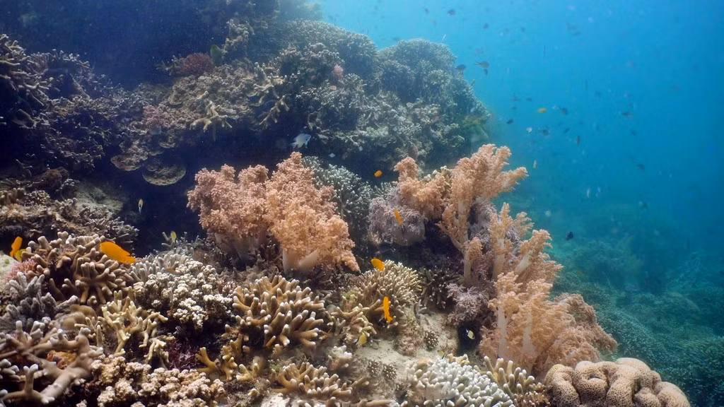 Para ver los corales, los visitantes pueden elegir una de estas tres opciones: inmersión en superficie, inmersión profunda o paseo submarino.