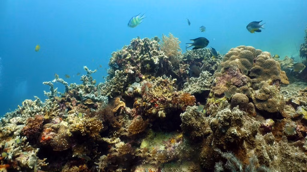 Es la primera isla de Vietnam que descubre un rico sistema coralino de más de 300 especies, 39 variedades y 17 familias.