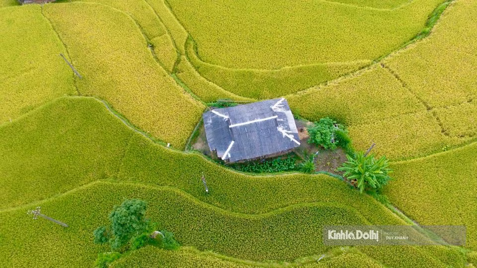 Cuando la luz del sol otoñal cubre esta tierra, Mu Cang Chai entra en la época del arroz maduro.