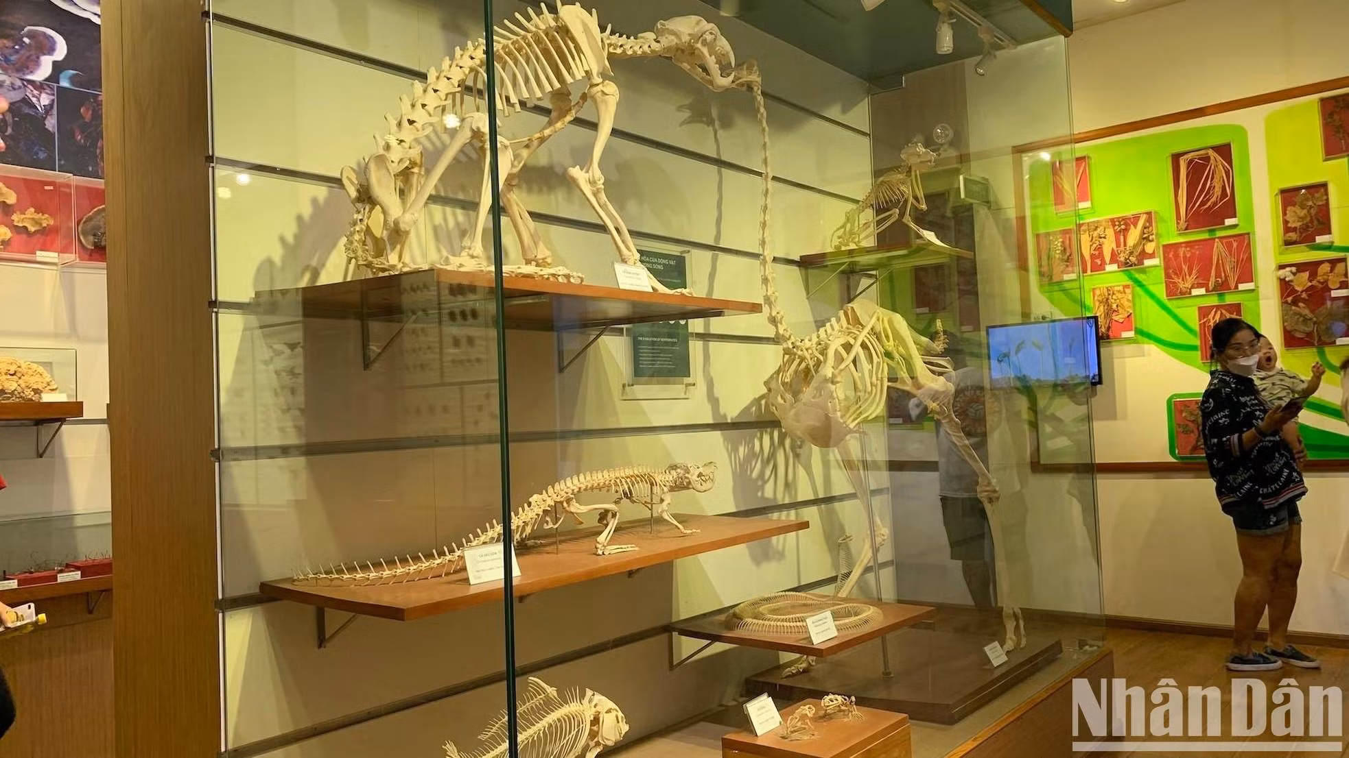 La evolución de los vertebrados.