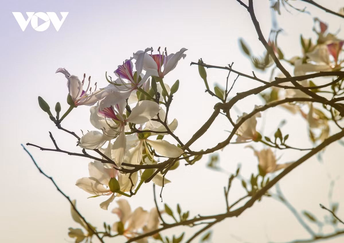 Botones florales anuncian un emocionante festival.