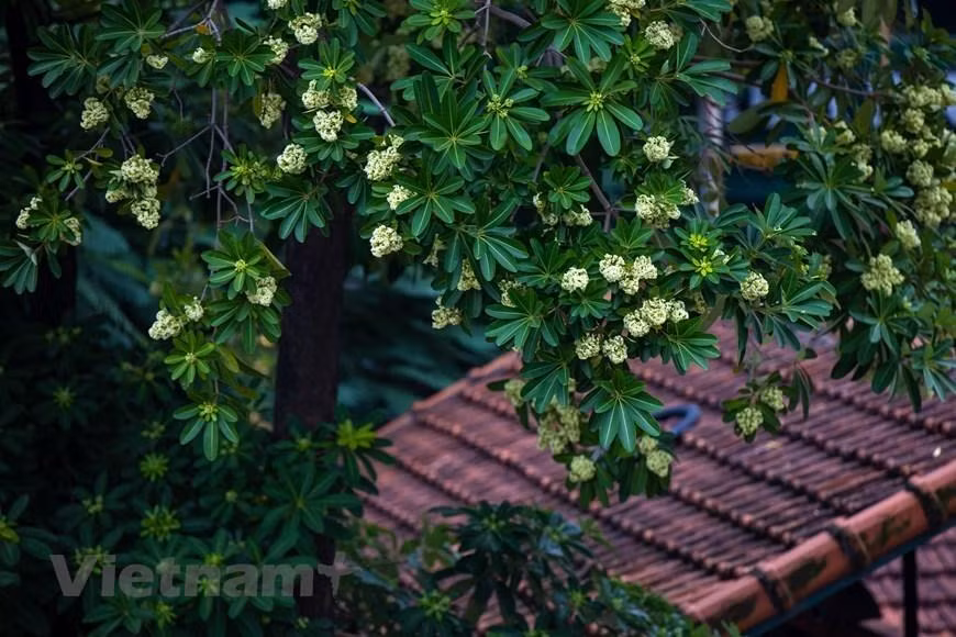 Mucha gente que se va lejos de Hanói anhela el aroma de Alstonia scholaris.