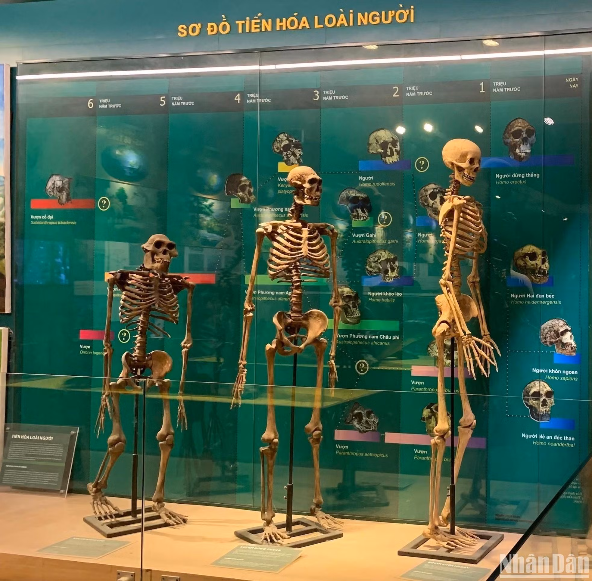 La evolución humana.