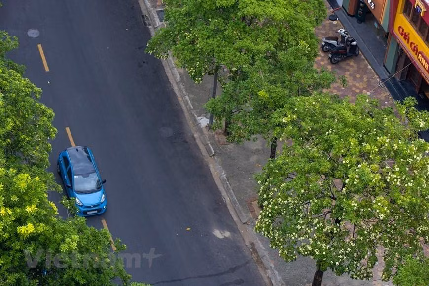 Alstonia scholaris es una flor típica de la capital vietnamita cada otoño.