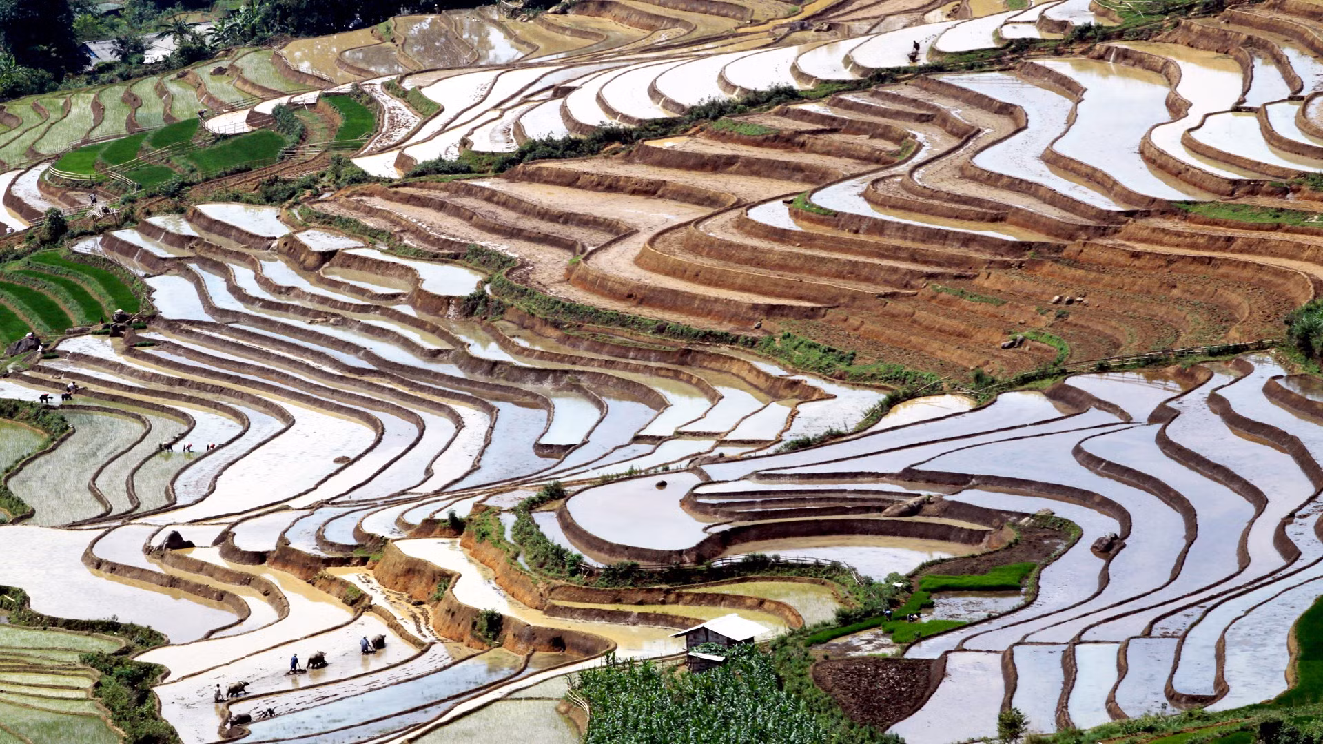Los arrozales en terrazas son el modelo de cultivo típico de los grupos étnicos en Lai Chau.