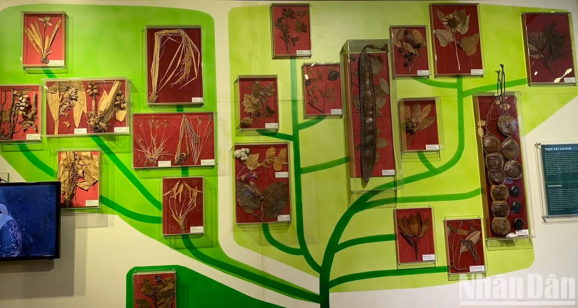 Simulación evolutiva de plantas florales: enredaderas, arbustos, hierbas y árboles grandes.