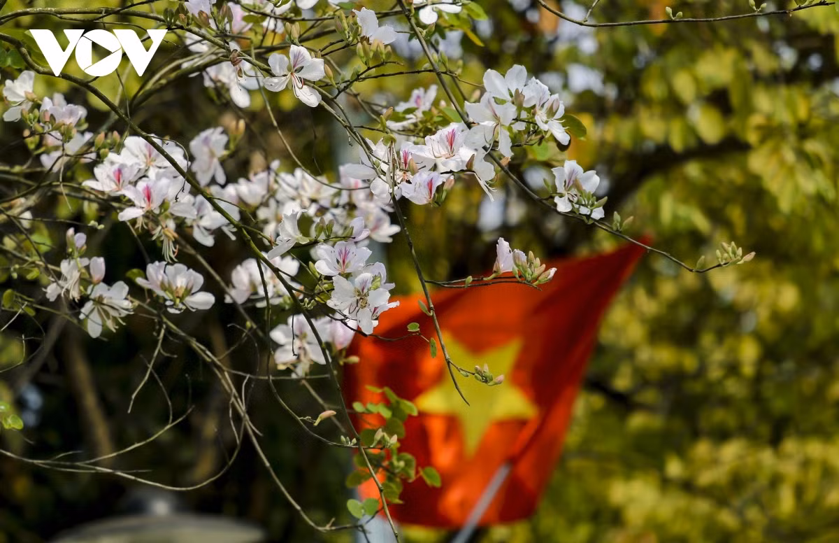 El Festival de flores de Ban y el Año Nacional de Turismo se inaugurarán el próximo mes.