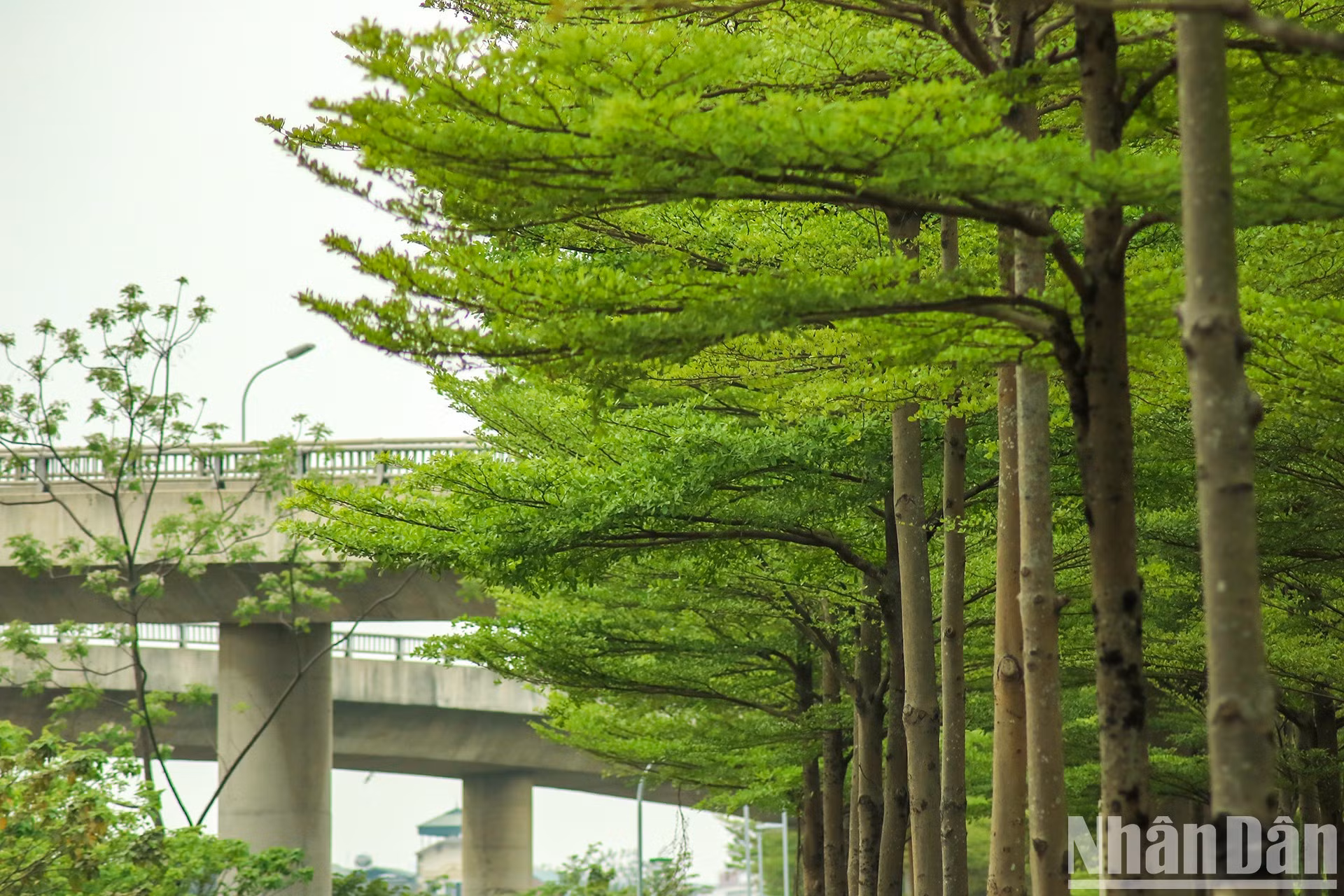 Los árbol, de cinco a 20 metros de altura, refrescan el ambiente y filtran los gases nocivos.