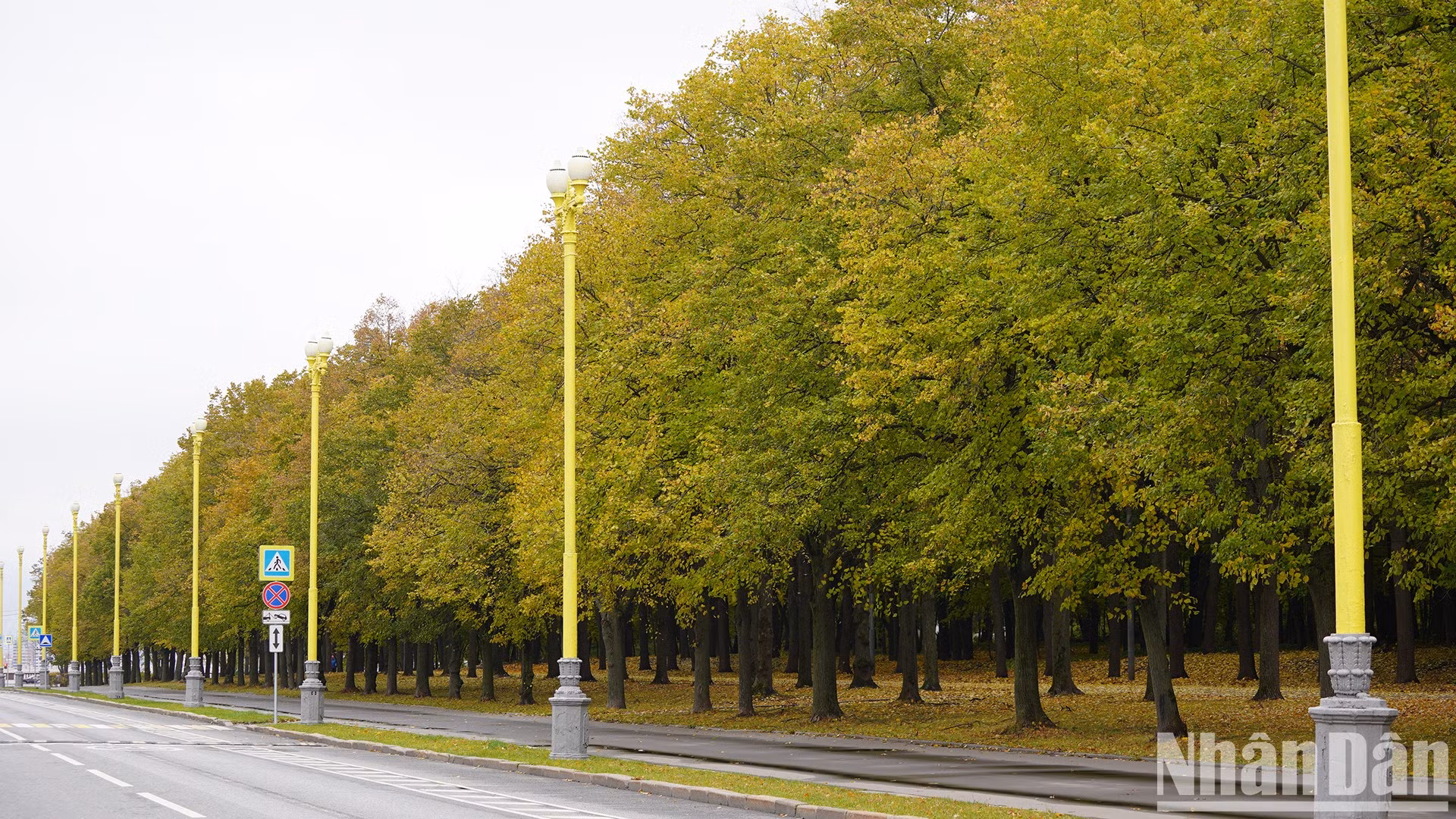 Hileras de arboles dorados a lo largo del camino a la Universidad Estatal de Moscú. Hileras de arboles dorados a lo largo del camino a la Universidad Estatal de Moscú.