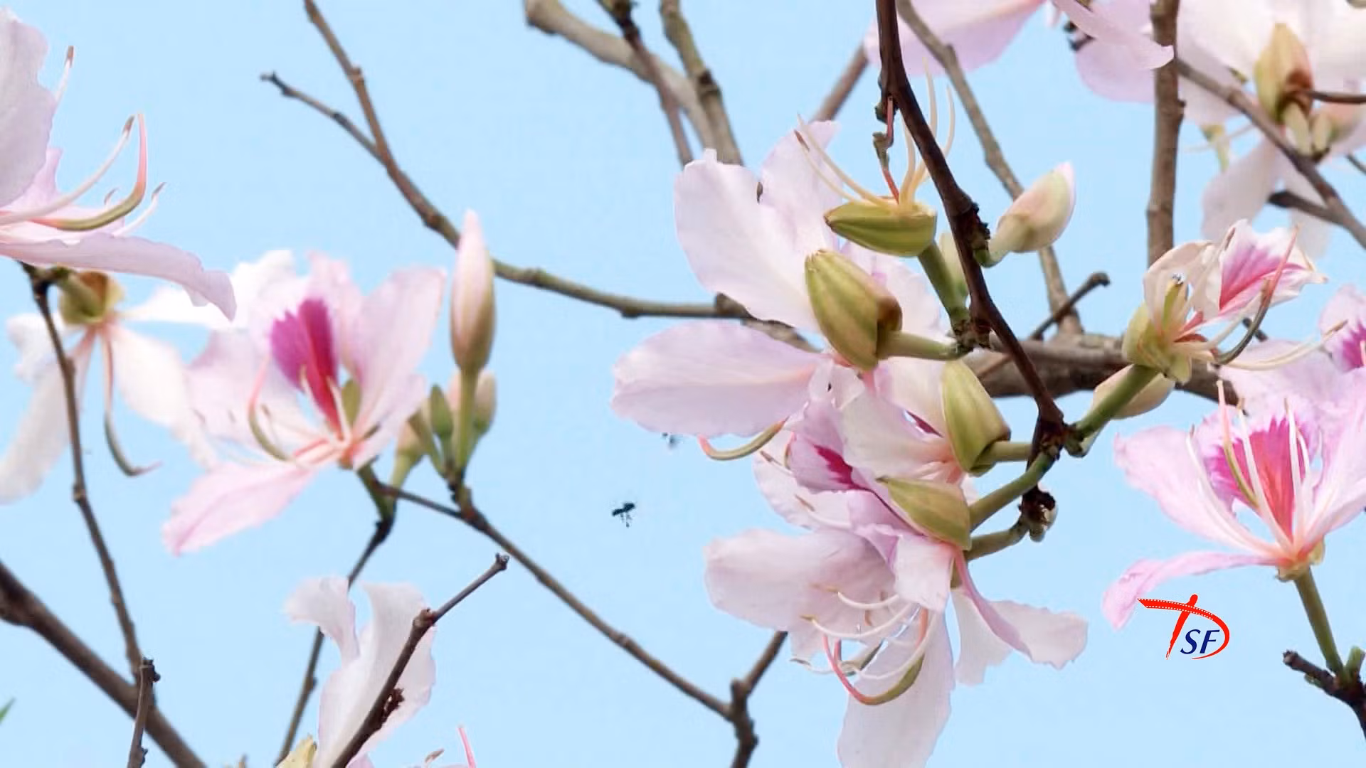 Flores de Ban, peculiaridad de Dien Bien. Flores de Ban, peculiaridad de Dien Bien.