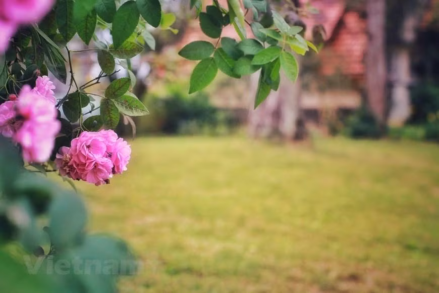 Gracias a las adecuadas condiciones climáticas y del suelo, las hortalizas y las flores crecieron rápidamente, así como los árboles frutales autóctonos de este país asiático. La plantación de las flores se convirtió oficialmente en un comercio en Da Lat en 1938, cuando los inmigrantes de las aldeas tradicionales de flores de Hanói, Ngoc Ha y Nghi Tam, se establecieron en Ha Dong. El cultivo de flores no solo ha sido un sustento para los lugareños, sino que también ha creado una nueva apariencia para la ciudad de Da Lat, que alberga pueblos, campos, carreteras y villas con plantas que florecen durante todo el año.