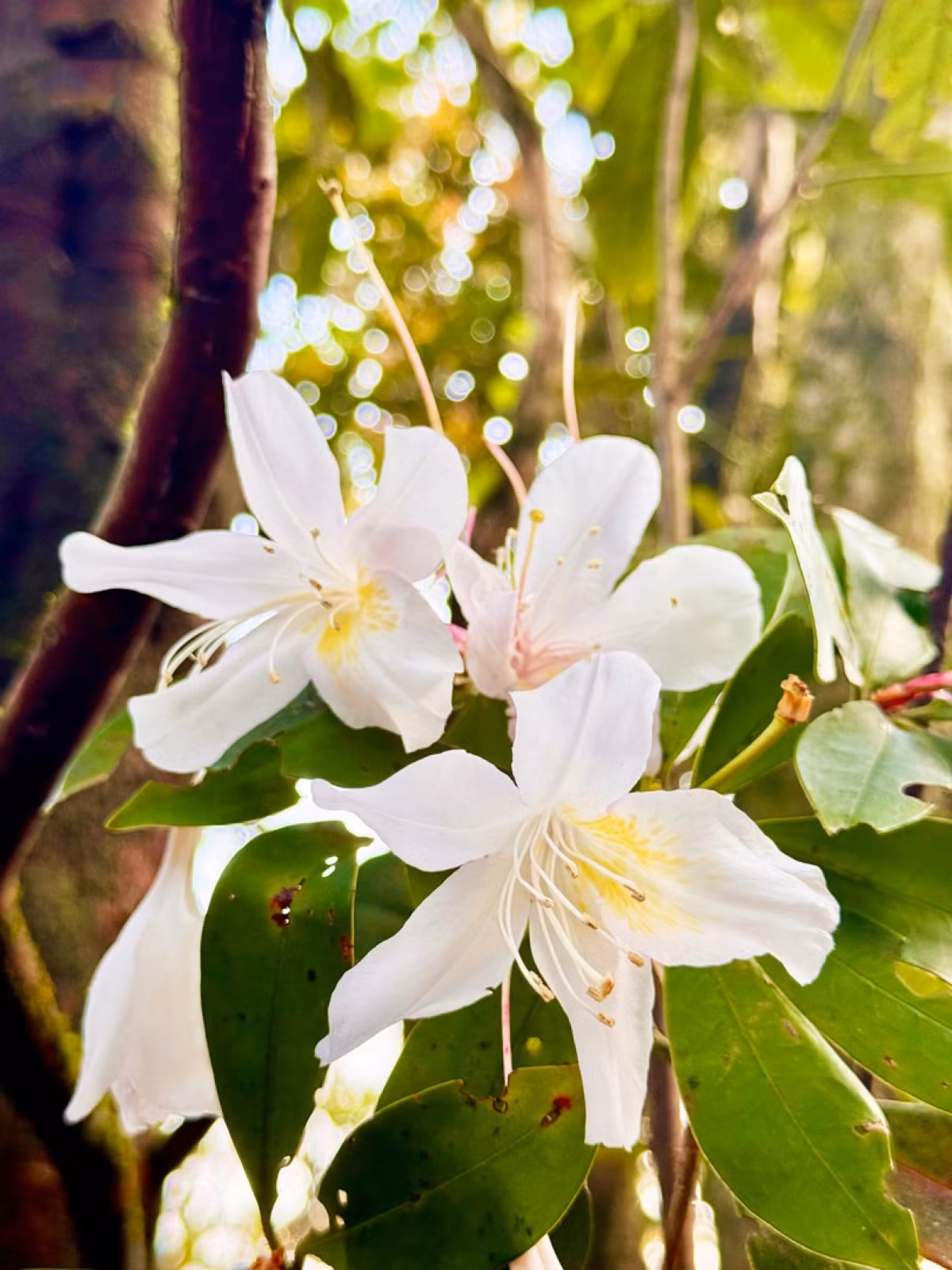 Los rododendros blancos de Bach Ma empiezan a florecer a inicios de marzo. Se trata de una especie de tallo leñoso y pequeño que crece mejor a más de mil metros sobre el nivel del mar y que puede alcanzar entre tres y ocho metros de altura. Los rododendros blancos de Bach Ma empiezan a florecer a inicios de marzo. Se trata de una especie de tallo leñoso y pequeño que crece mejor a más de mil metros sobre el nivel del mar y que puede alcanzar entre tres y ocho metros de altura.