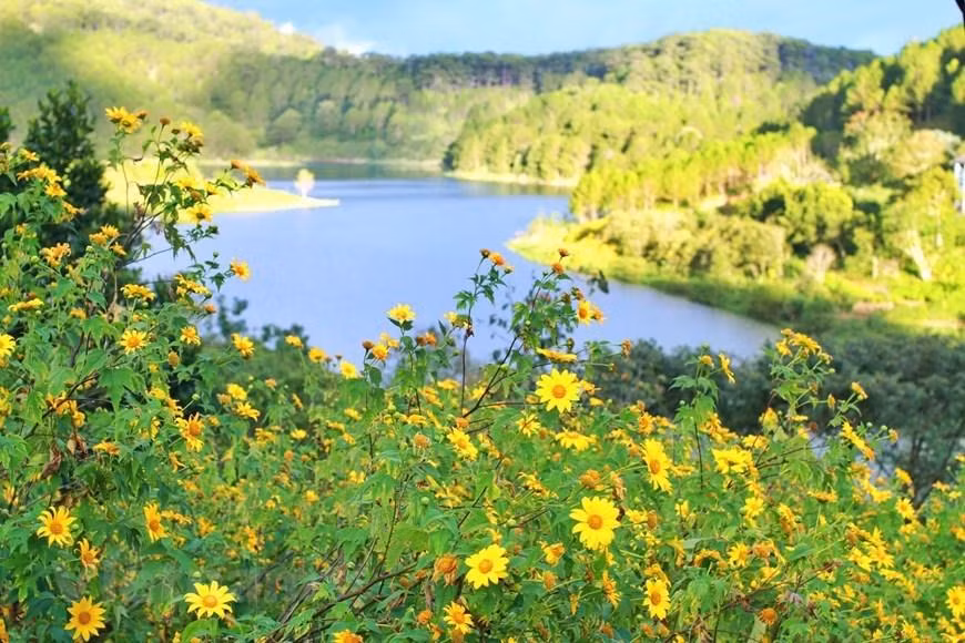 Cada año, Da Lat importa entre 50 y 90 millones de plantas, ramos, semillas, bulbos y tubérculos de nuevas variedades para su análisis y producción. Los dirigentes de la ciudad esperan que para 2030, al menos el 30 por ciento de las variedades de flores y vegetales, cumplan con los requisitos de derechos de autor para la exportación, y el 90 por ciento de los productores de variedades de vegetales y flores apliquen métodos de alta tecnología a sus cultivos. Los productores de flores en Da Lat han emprendido investigaciones para producir variedades de plantas y han tenido resultados alentadores, incluyendo Pan-Hulic, Dalat Hasfarm y Dalat Flower Forest Biotechnology Corporation.