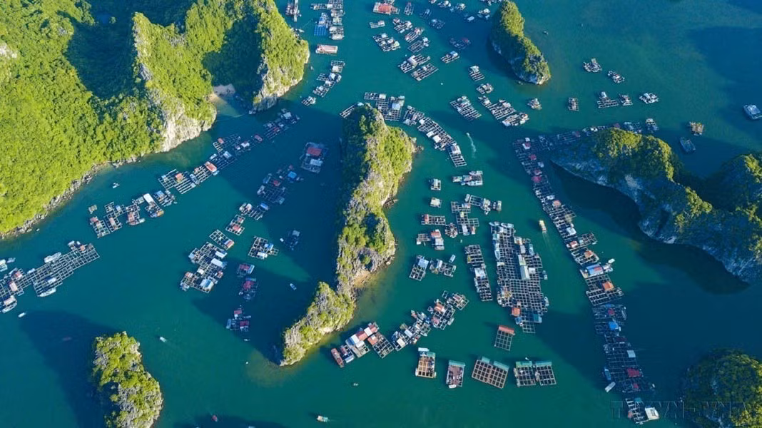 En 2023, la UNESCO declara el complejo de la bahía de Ha Long y el archipiélago de Cat Ba (ubicado en la provincia de Quang Ninh y la ciudad de Hai Phong, respectivamente) como Patrimonio Natural Mundial. En la foto se puede ver la belleza de la bahía de Lan Ha (ubicada al este de la isla de Cat Ba) desde arriba.