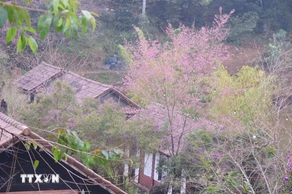 Las flores de durazno silvestre crecen a orillas del lago Dam Bri.