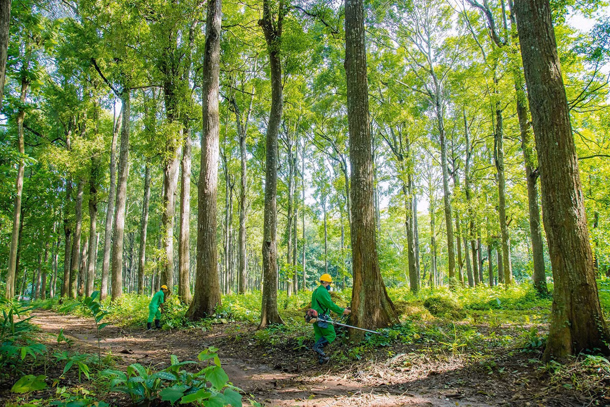 El bosque se extiende sobre más de 71 hectáreas con múltiples tipos de árboles, originalmente cultivados para fines de prueba.