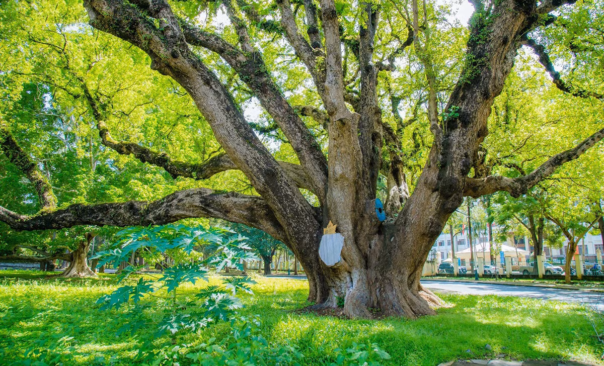 Por orden de Sabatier, en el recinto se cultivaron árboles de diversas especies, en particular el alcanforero (Cinnamomum camphora), como se ve en la foto de arriba. Este ejemplar, con un diámetro de unos 2,5 metros y una altura de más de 30 metros, ha sido declarado "Árbol del Patrimonio de Vietnam" por la Asociación Nacional para la Protección de la Naturaleza y el Medio Ambiente.