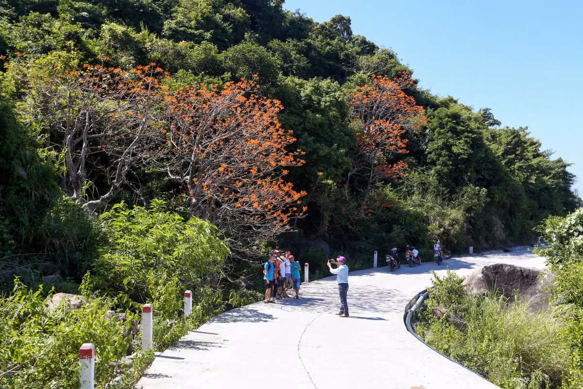 Los parasoles chinos lucen entrelazados con otros árboles en las laderas de monte y a lo largo del paso marítimo, lo que facilita a los interesados hacer turismo y tomar fotos.