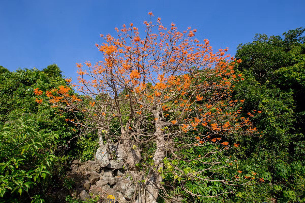 Esta especie de flora lleva mucho tiempo entre los isleños. Sus tres ejemplares en la aldea de Bai Lang (foto de arriba), que tienen entre 155 y 250 años, fueron designados "Árbol Patrimonio de Vietnam" por la Asociación Nacional para la Protección de la Naturaleza y el Medio Ambiente en abril de 2015. Además, la gente utiliza sus semillas y su corteza para fabricar hamacas, aceite, protectores solares y alimentos.
